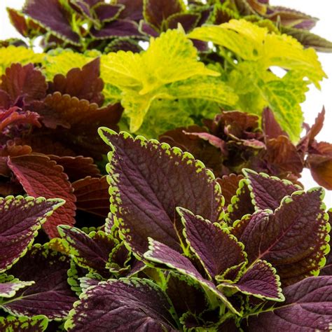 lowes coleus